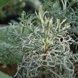 Artemisia alba 'canescens'
