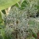 Artemisia alba 'canescens'