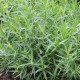 Artemisia dranunculus