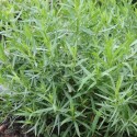 Artemisia dranunculus var sativa