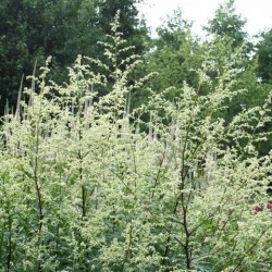 Artemisia lactiflora 'Guizhou'