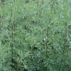 Artemisia molinieri