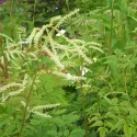 Aruncus aethusifolius  'Horatio'