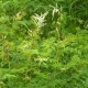 Aruncus aethusifolius  'Horatio'