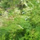 Aruncus aethusifolius  'Horatio'