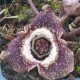 Asarum europaeum