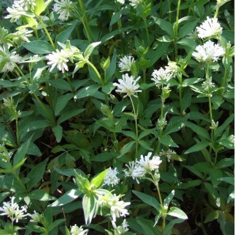 Asperula taurina