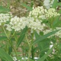 Asclepias incarnata 'Ice Ballet'