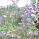 Aster 'Butterfly Blue'