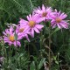 Aster amellus 'Rosa Erfullung'