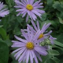 Aster amellus 'Silbersee'