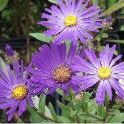 Aster amellus 'Veilchenköenigin'