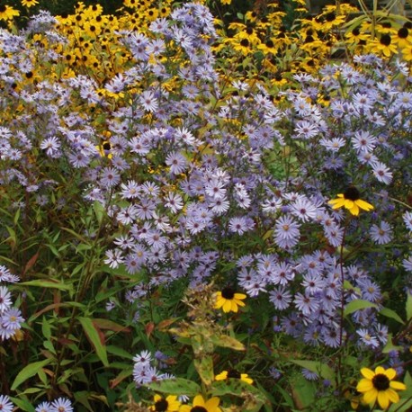 Aster cordifolius 'Blue Heaven'