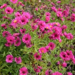 Aster dumosus 'Jenny'