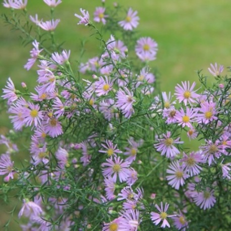 Aster ericoides 'Pink Star'