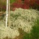 Aster ericoides f. prostratus 'Snow Flurry'