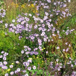 Aster laevis 'Arcturus'