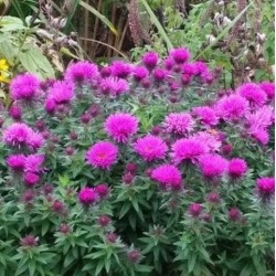 Aster novae-angliae 'Vibrant Dome'