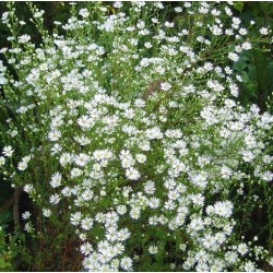 Aster pringlei 'Monte Cassino'