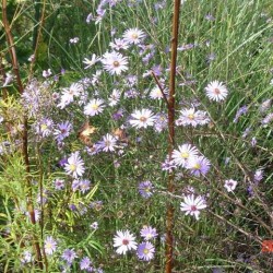 Aster turbellinus