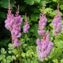 Astilbe chinensis var. pumila