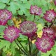 Astrantia 'Moulin Rouge'