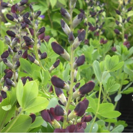 Baptisia 'Chocolate Chip'