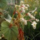 Begonia grandis evansiana 'Alba'