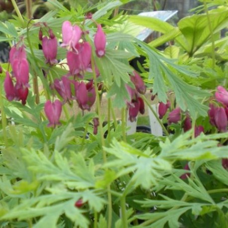 Dicentra formosa 'Bacchanal'