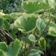 Brunnera macrophylla 'Hadspen Cream'