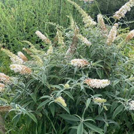 Buddleja white ball