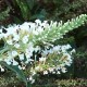 Buddleja white ball