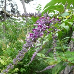 Buddleja lindleyana