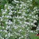 Calamintha nepeta glandulosa 'White Cloud'