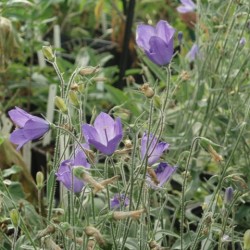 campanula Franck Lawley