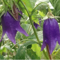 Campanula 'Kent Belle'