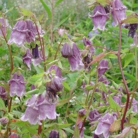 campanula pantaloons