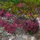 Sedum 'Bertram Anderson'