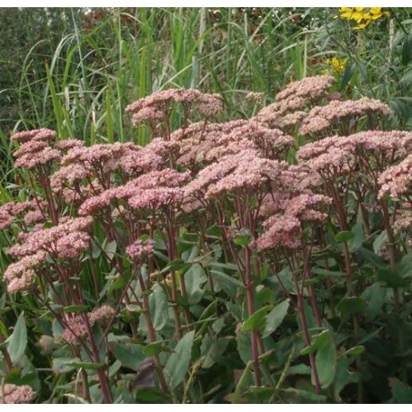 Sedum 'Matrona'