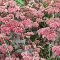 Sedum 'Purple Emperor'