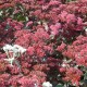 Sedum 'Purple Emperor'