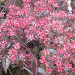 Sedum 'Sunset Cloud'