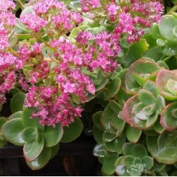 Sedum 'Sunsparkler Lime Zinger'