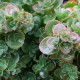 Sedum 'Sunsparkler Lime Zinger'