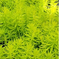 Sedum rupestre 'Angelina'