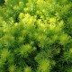 Sedum rupestre 'Angelina'