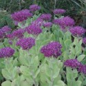 Sedum spectabile 'Neon'