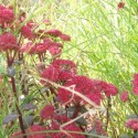 Sedum telephium 'Red Cauli'