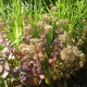 Sedum telephium ssp ruprechtii