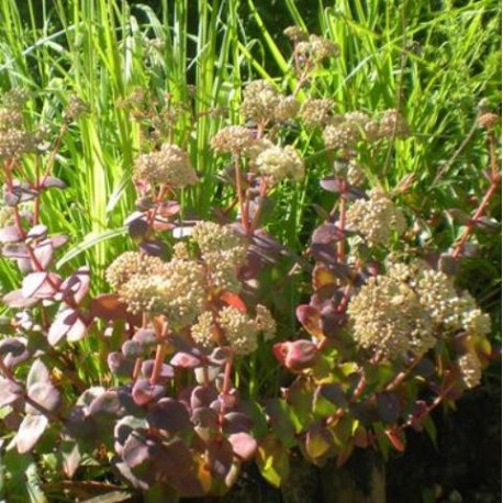 Sedum telephium ssp ruprechtii